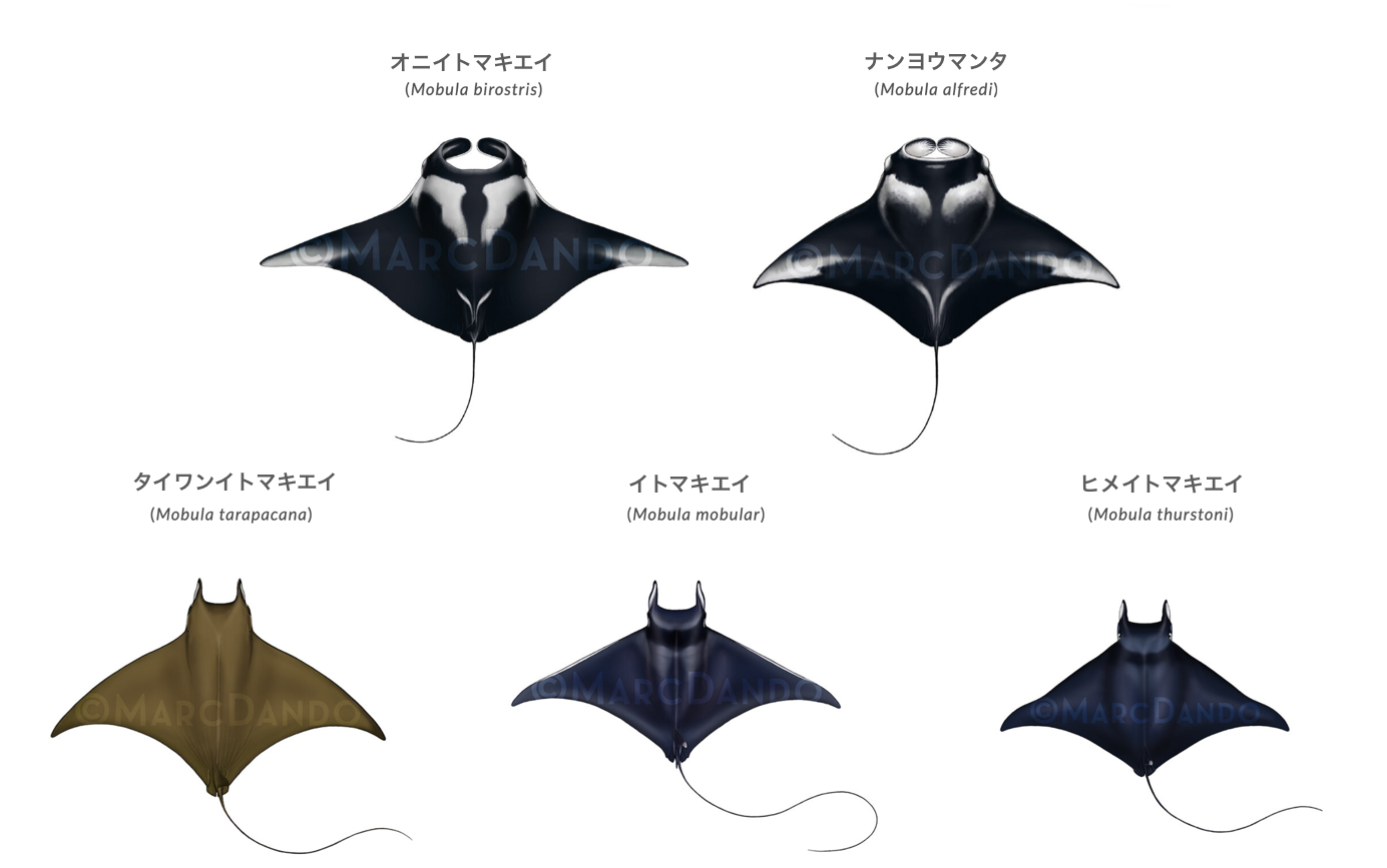 First Manta Ray Satellite Tagged in Japan! — Manta Trust